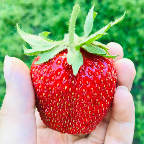 10 szt. Truskawka Gigant bardzo duże owoce - Sadzonki