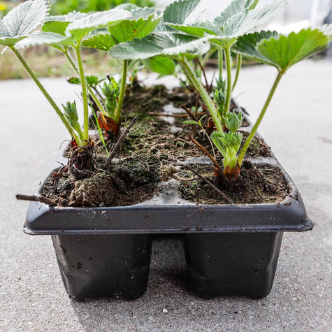 Truskawka Honeoye wczesna Multiplat 10szt