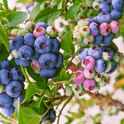 Borówka amerykańska "Bluecrop" średniowczesna