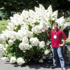 Hortensja bukietowa Grandiflora olbrzymie kwiaty