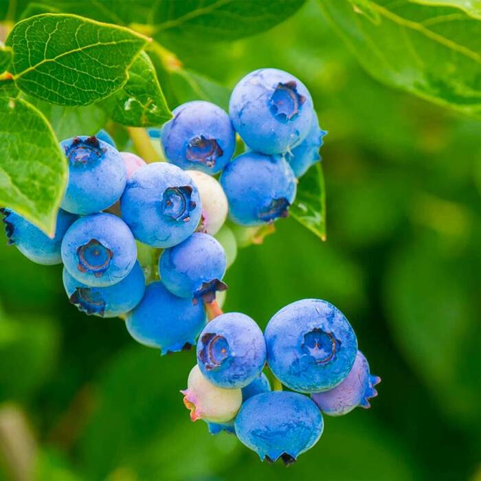 Borówka amerykańska Hardy Blue - średniowczesna