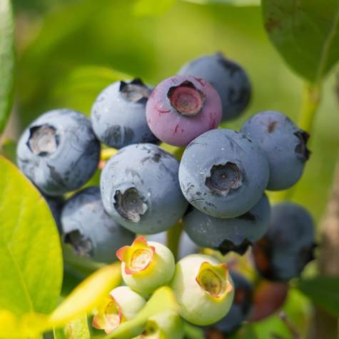 Borówka amerykańska Rubel średniopóźna (C2)