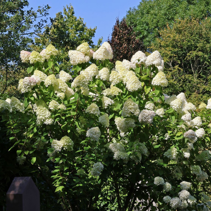 Hortensja bukietowa Grandiflora olbrzymie kwiaty P9