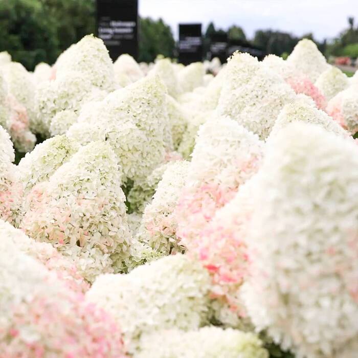 Hortensja bukietowa Living Sugar Rush